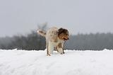 BERGER AUSTRALIEN PUPPIES 551